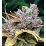 Gage Green Genetics D Cure