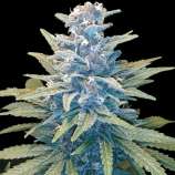 Ganja Farmer Seeds Gorilla GG4