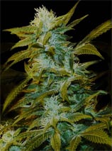 Genehtik Seeds Super Zilar Haze