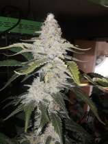 Genesis Genetics Blueberry Kandy