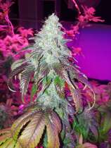 Genesis Genetics Monkey Kandy