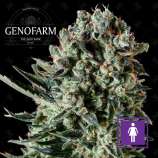 Genofarm Seeds Farm Cheese