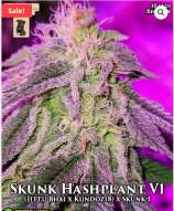 GibbsKutz Genetics Skunk Hashplant V1