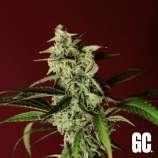 Grand Cru Genetics Forbidden Cake