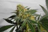 GreenMan Organic Seeds BuKu Cheese Kush