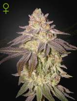 Green House Seeds Black Toffee Auto