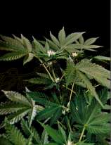 Green House Seeds Super Lemon Haze x Strawberry Banana x Bubba Kush