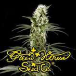 Green House Seeds Super Silver Haze