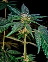 Green House Seeds Sweet Valley Kush x Amnesia x Dosidos