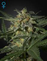 Green House Seeds White Widow Automatic