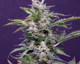 Greenbud Seeds Budmaker Auto