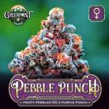 Greenpoint Seeds Pebble Punch