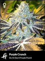 Greenpoint Seeds Purple Crunch