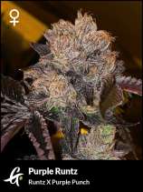 Greenpoint Seeds Purple Runtz