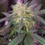 Grow Today Genetics Blue Martini