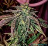 Grow Today Genetics Sugar Rosé