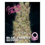 Growers Choice Blue Forest Berry Autoflowering