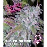 Silver Grape Sherbet