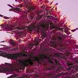 Growi Seeds Amsterdam Purple Power