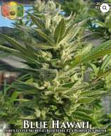 Hawaiian Budline Blue Hawaii