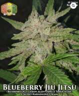 Hawaiian Budline Blueberry Jiu Jitsu