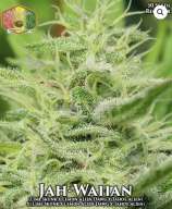 Hawaiian Budline Jah-Waiian