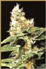 Hemcy Genetics Californian Orange