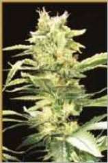 Hemcy Genetics Jamaica