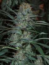 HighRise Seeds C99 F4