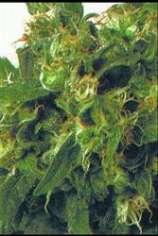 High Quality Seeds Original Highway Delight