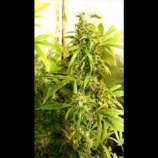 Holy Smoke Seeds Bubblegum Hash Plant