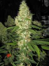 Holy Smoke Seeds Goldfinger