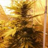 Holy Smoke Seeds Guava Dub Star