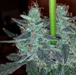 Holy Smoke Seeds Strawberry Bubba Diesel