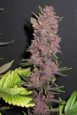 Huba Seed Bank Purple Kush