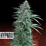 Hypno Seeds Cali Deli