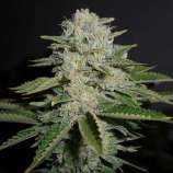 ITC Genetics Road Kill Skunk BX1