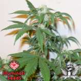 Illuminati Seeds 4 Horseman Haze