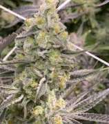 In House Genetics Golato 45