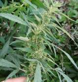 Indian Landrace Exchange Kashmiri Sativa