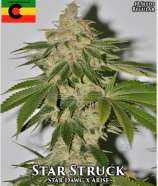 Irie Genetics Star Struck