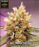 Irie Genetics The Machine