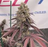 J2G Genetics Seed of Life