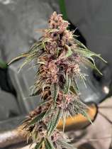 Joint Custody Seed Co Purple Galaxy