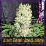 JustFeminized.com NYC White Widow