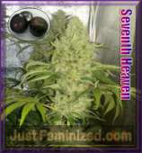 JustFeminized.com Seventh Heaven