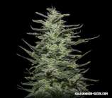 Kalashnikov Seeds Amnesia Molotov