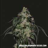 Kalashnikov Seeds Soyuz OG Express