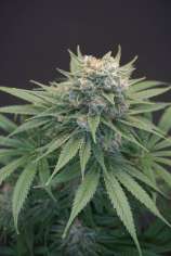 Karma Genetics LeMello