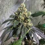 Karma Genetics Sherb Biker